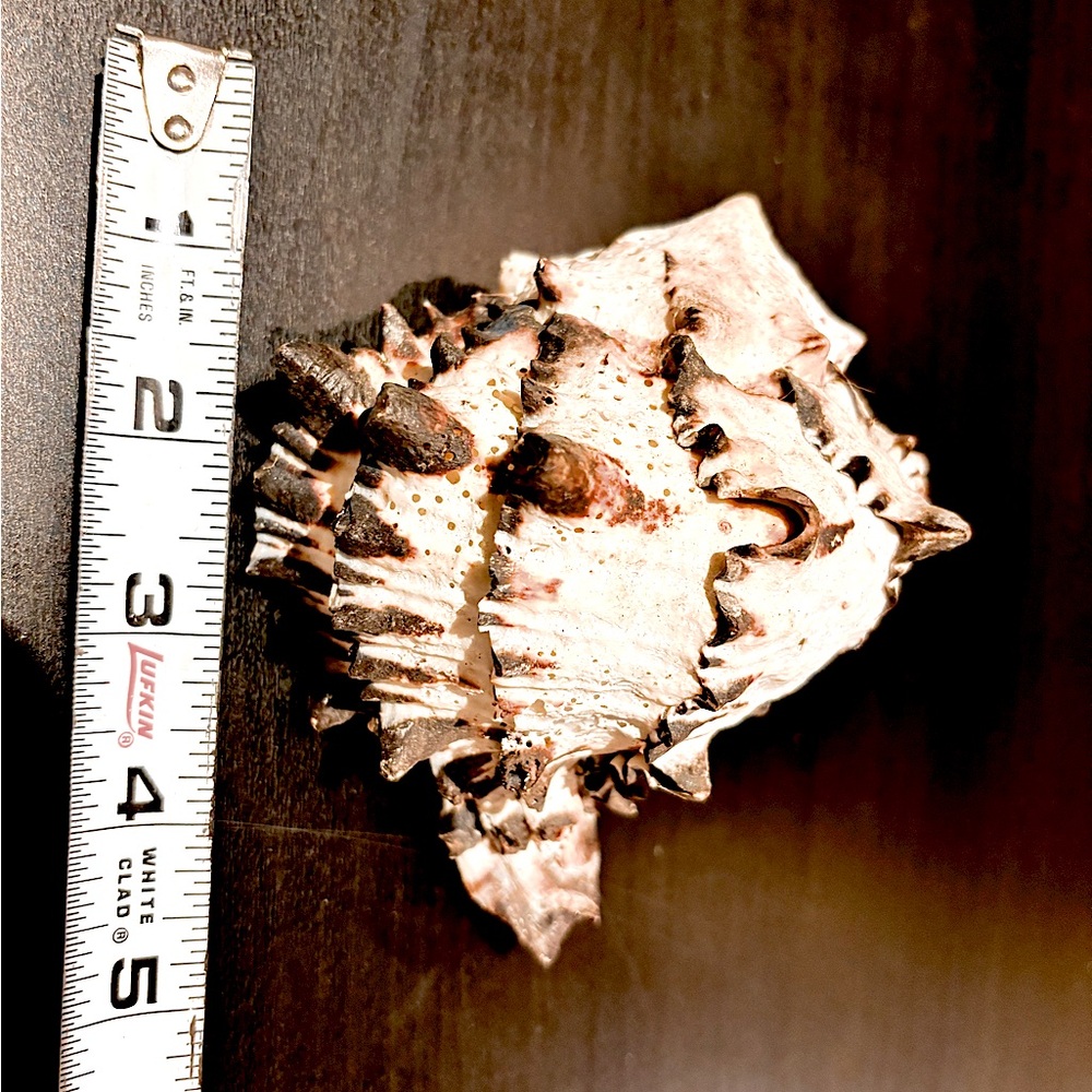 5” black and white murex seashell